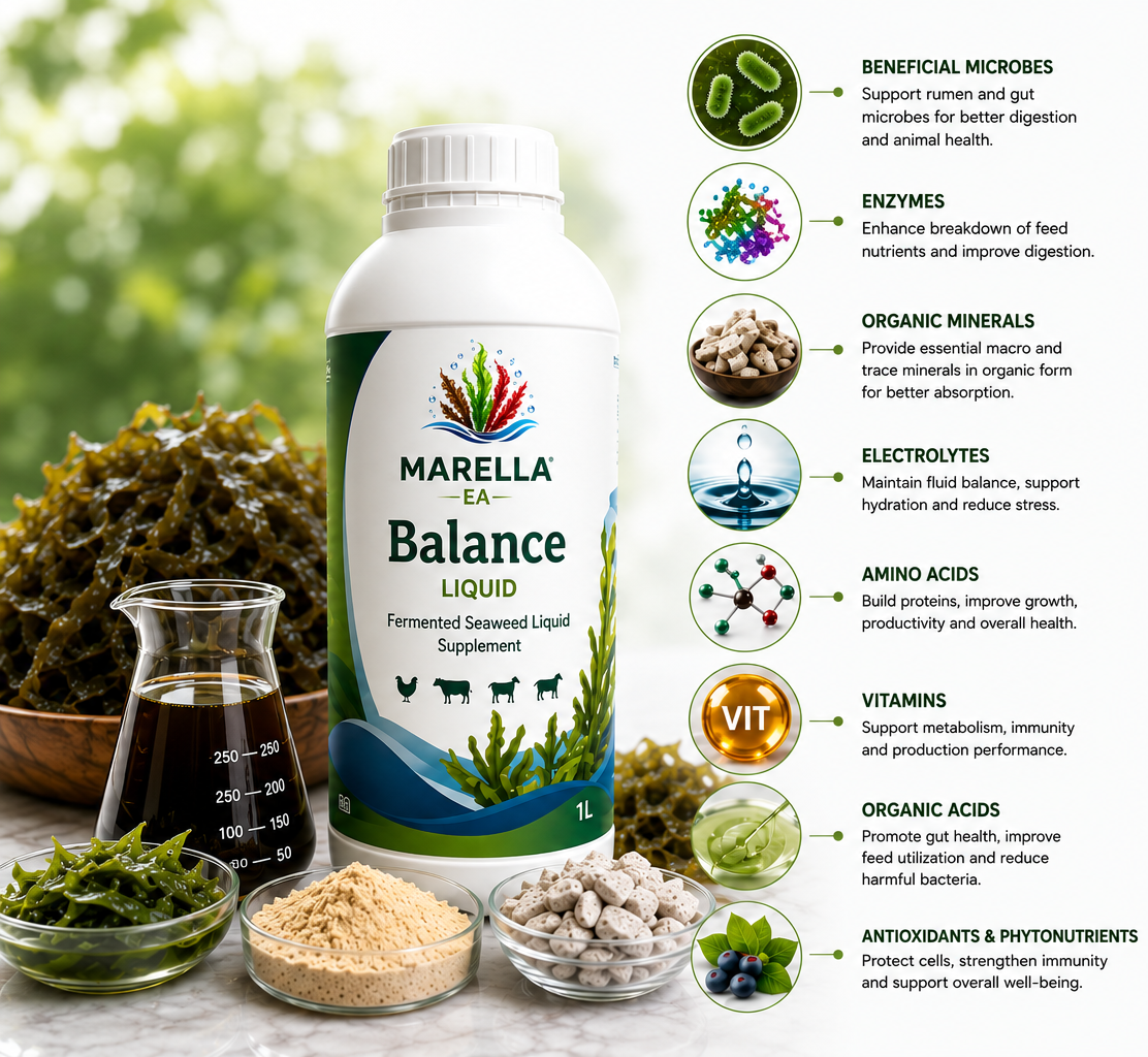 Marella Balance Liquid
